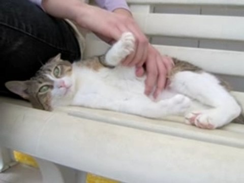 Beeka, Oliver et Mimi du refuge DE BEAUREGARD