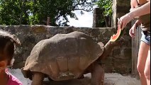 Dev Gibi Kaplumbağaya Karpuz Yediren Hatun Yok Böyle Bir Şey