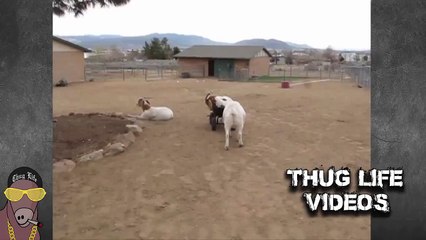 Damn it feels good to be a Goat! Thug Life