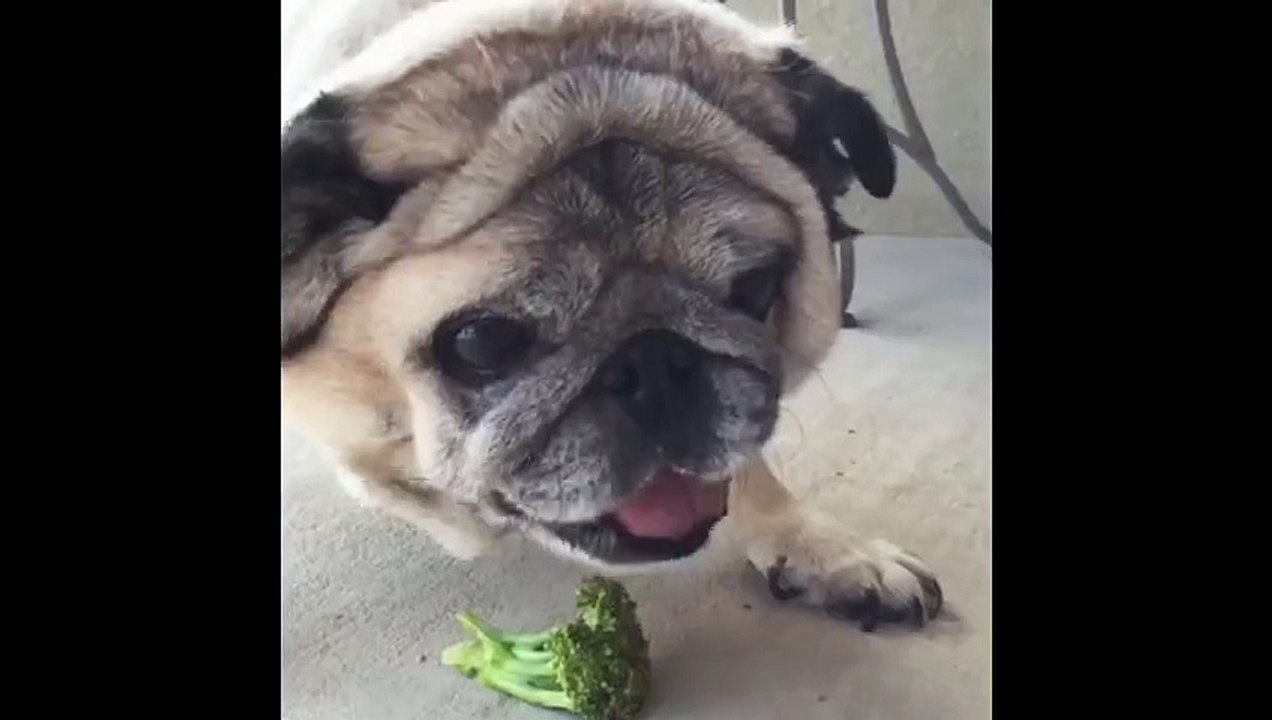 dramatic pug hates having his nails clipped!