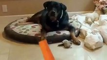 This dog catching his carrot is just majestic...