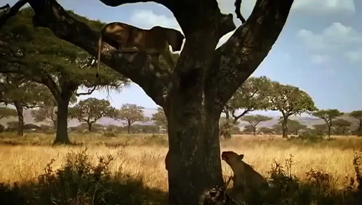 Lions Vs Baboons   Lion Kills & Eats Baboon Monkey Animal Nature Wildlife