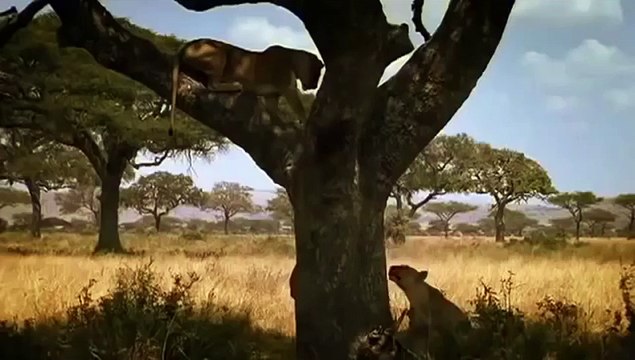 Lions Vs Baboons Lion Kills & Eats Baboon Monkey Animal Nature Wildlife