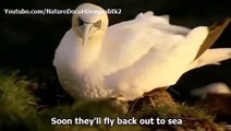 WATCH Nature Bird Documentary The Wings of Nature EP03 Oceans Birds english subtitles