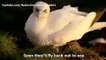 WATCH Nature Bird Documentary The Wings of Nature EP03 Oceans Birds english subtitles
