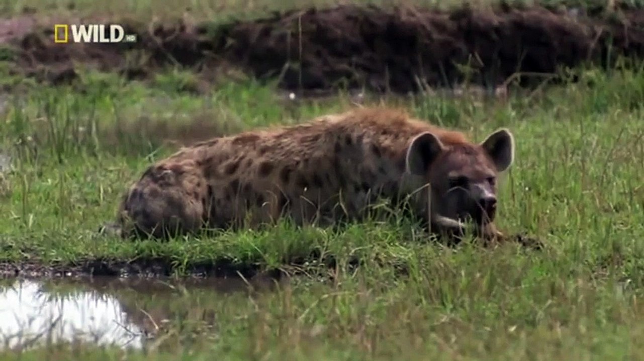WATCH Night Stalkers- Hyena Gangs