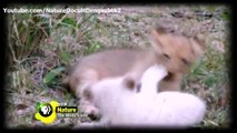 Tech Minute - Smartphones tailor-made to tough it outNature White lions documentary Royal Family - The White Lions english subtitles