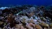Kings of Camouflage  Underwater Aliens Nature Documentary