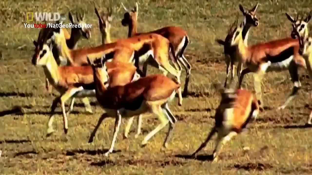 Predator Cheetah vs Antelope
