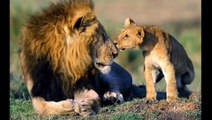African Lion s Fighting Documentary - Wildlife