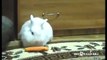 Hamster steals a carrot from a Rabbit! So Sweet! _ Funny videos 2015