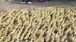 5,000 Ducklings rush to a pond for a Swim