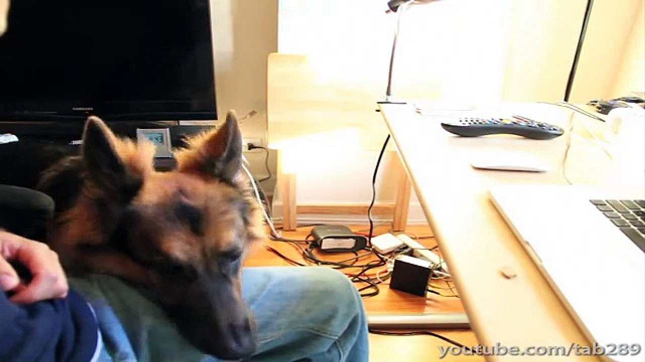 Dog Training Tutorial- HOUSETRAINING