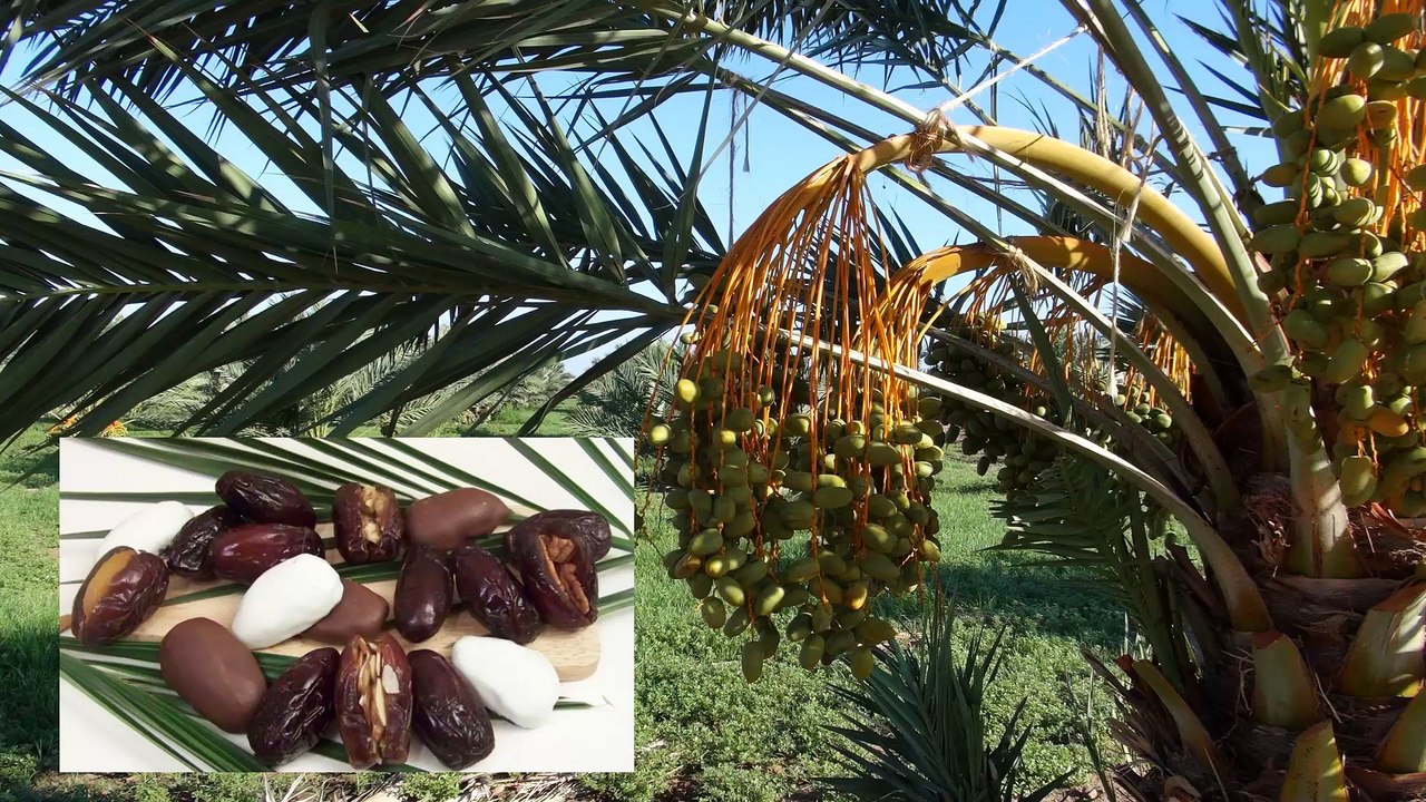 Farming Medjool Dates