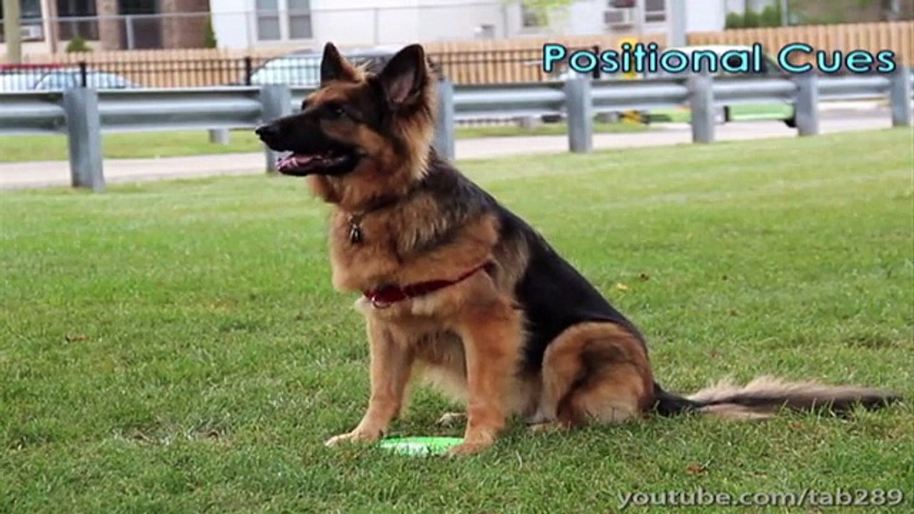 Puppy Training - Viewer Q&A