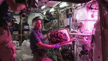 Cosmic salad: ISS astronauts eat first-ever space-grown lettuce