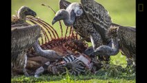 Festin de Vautours filmé de l’intérieur de la carcasse