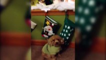 Pets Perplexed By Christmas Stockings - Pets Funny Video Clips 2015