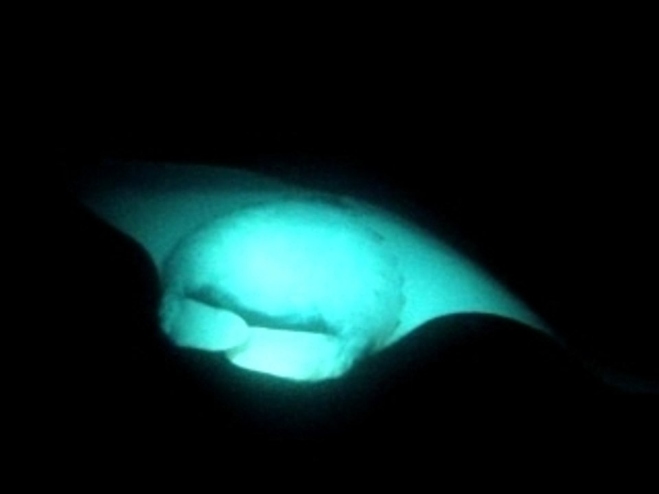 Mantas en plongee de nuit Croisiere  Saint Johns