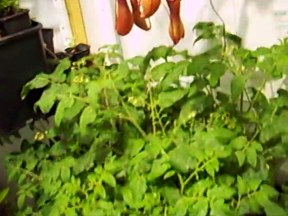 Les tomates cerises en hydroponie