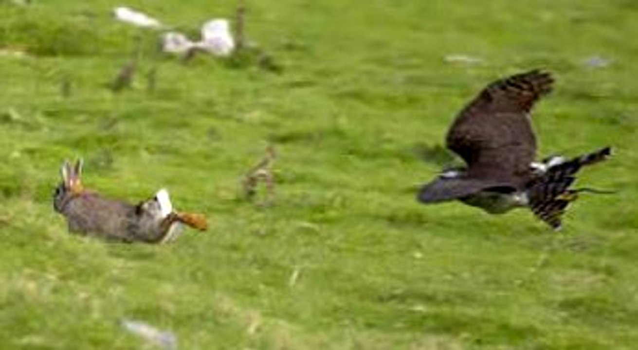 çakır Doğan Kuşunun Tavşan Avı