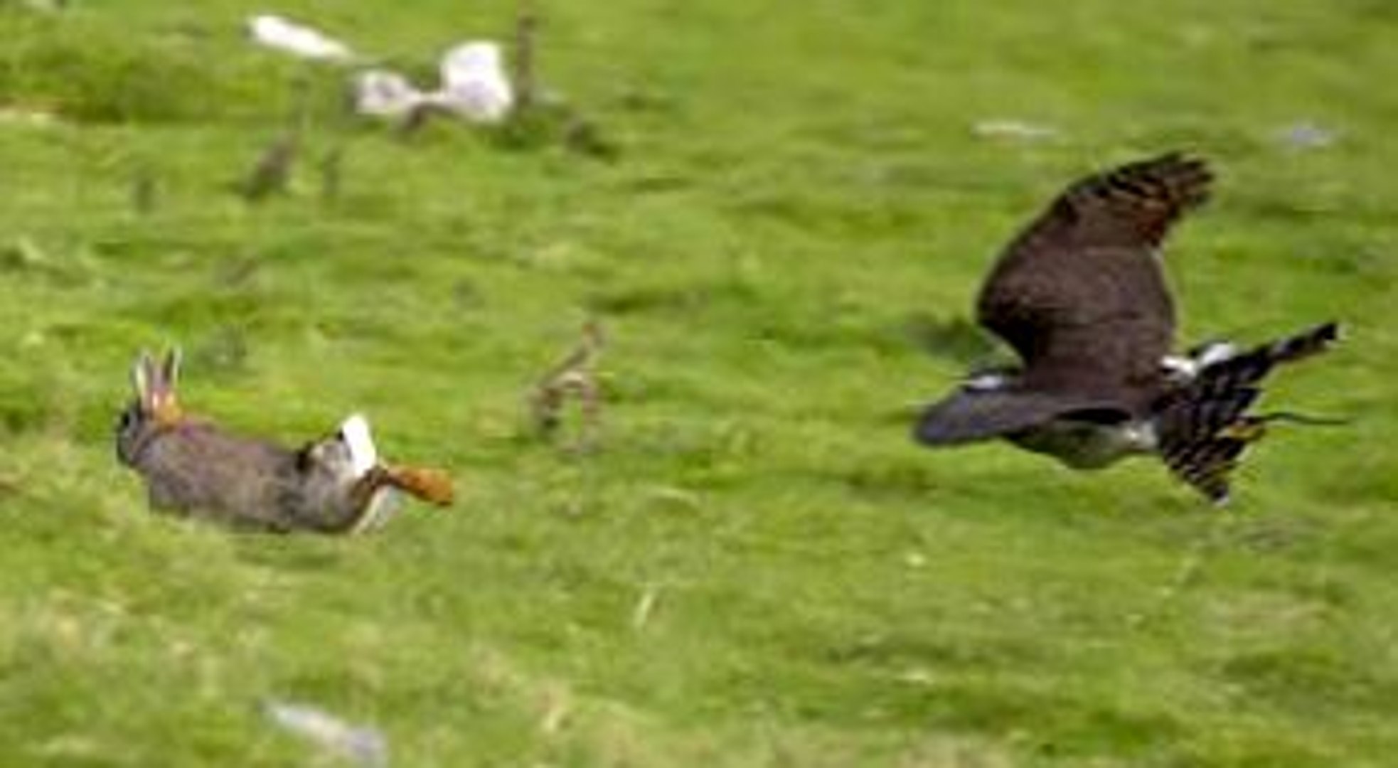 çakır Doğan Kuşunun Tavşan Avı