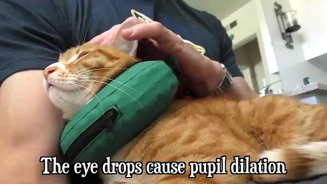 Cat Scratches Eye