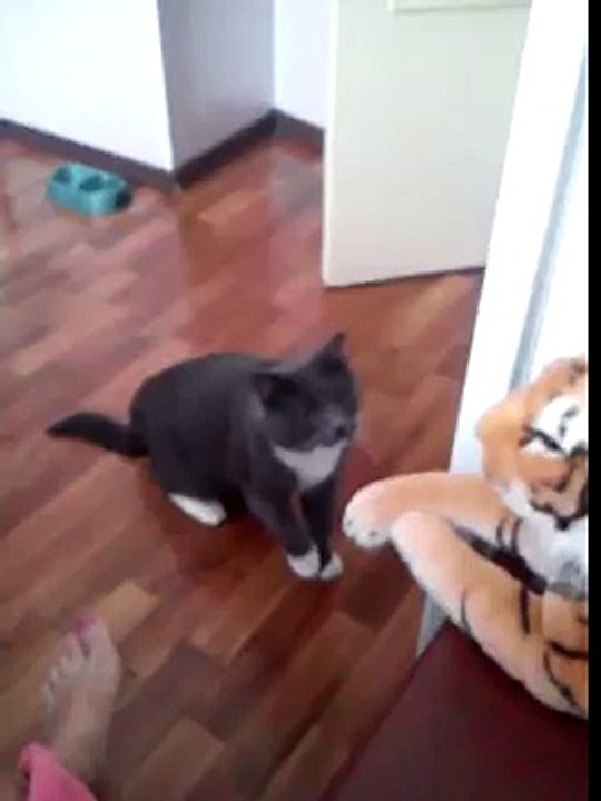 Ce chat n'aime pas les tigres