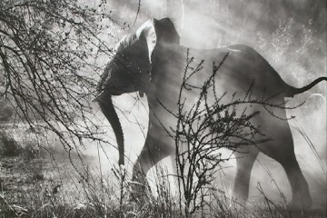 Bilbao acoge exposición de Salgado