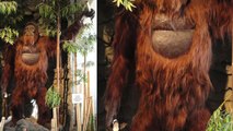 Study Shows Why This Giant Ape Went Extinct 100,000 Years Ago