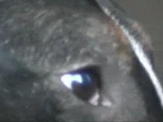 bull terrier en musique