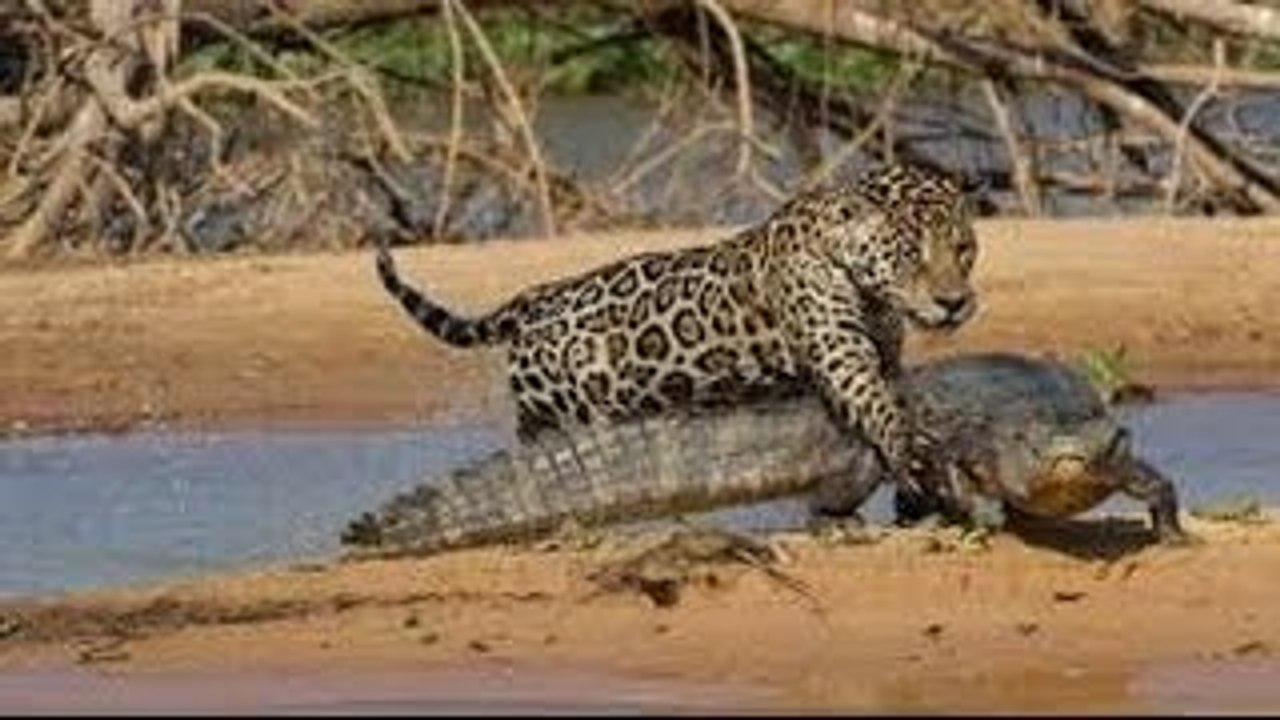 Leopard Hunting Crocodile BBC Documentary Animals Plants Wild Documentary National Geographic