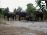 Adorable Baby Elephant Takes A Tumble
