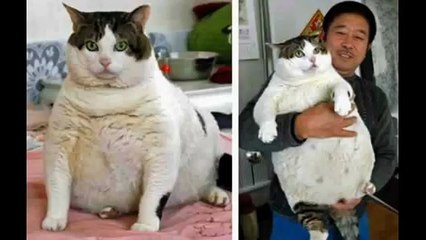 Fat cats in the world (Funny Videos 720p)