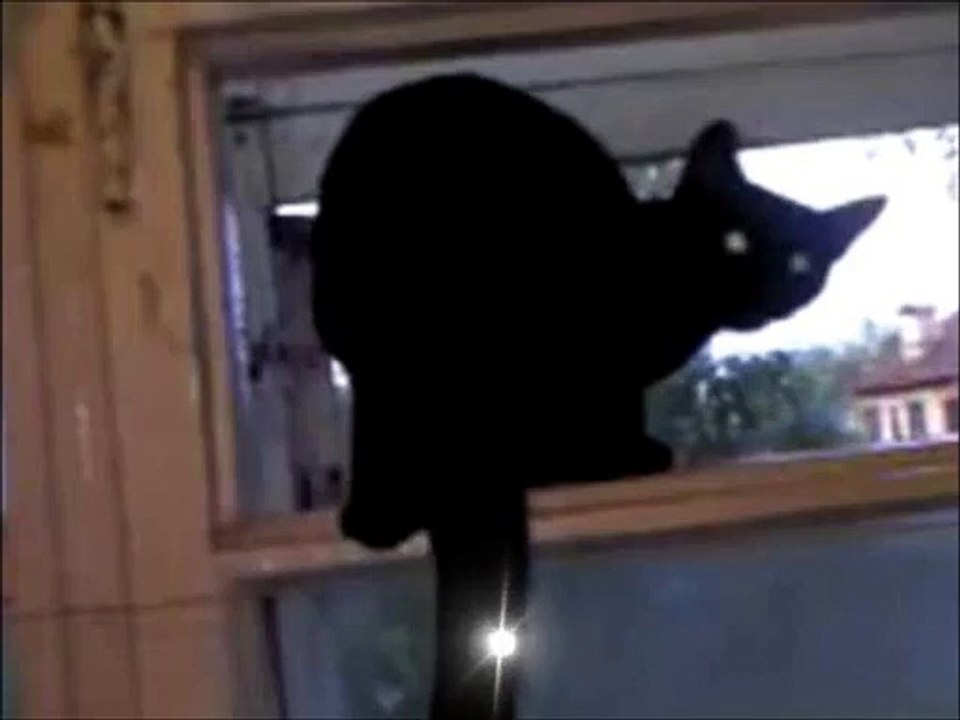 Black Cat Barking Like a Dog