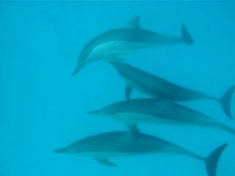 Dauphins Croisiere  Saint Johns