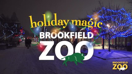 Brookfield Zoo Holiday Magic 2013