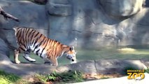 Whirl Amur Tiger Gears up for Cat Awareness Weekend