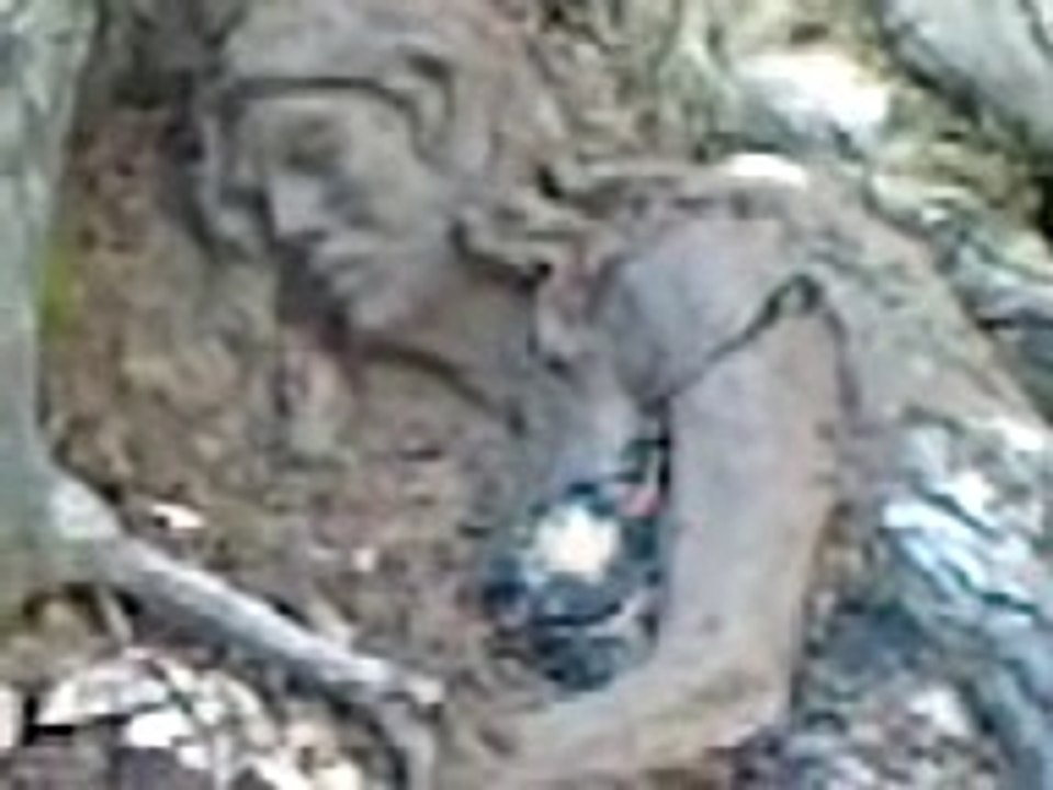 a girl in a tree
