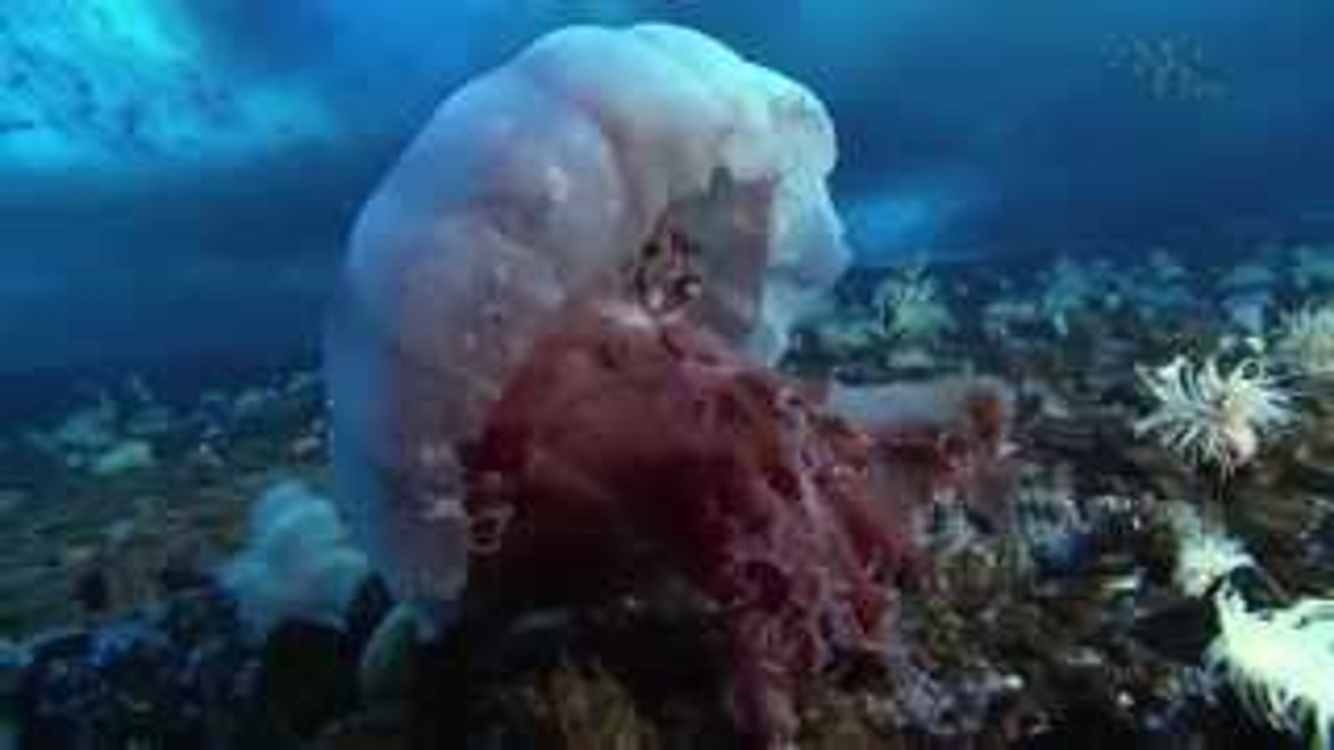 ⁣Wild discovery channel animals Under The Antarctic Ice National geographic Animal planet