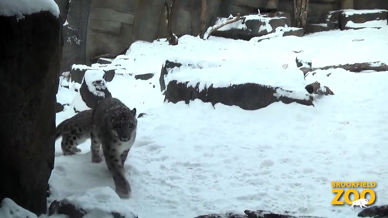 Everest Snow Leopard Cub Playing in the Snow