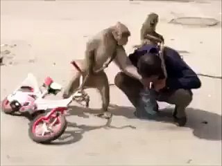 Monkey fun playing cycle