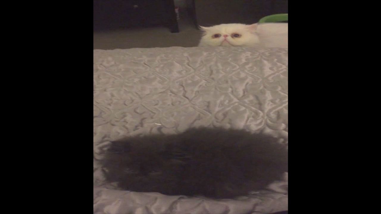 Weird White Cat Spies On Brown Cat
