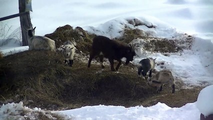 Father Pygmy Goat Playing with babies