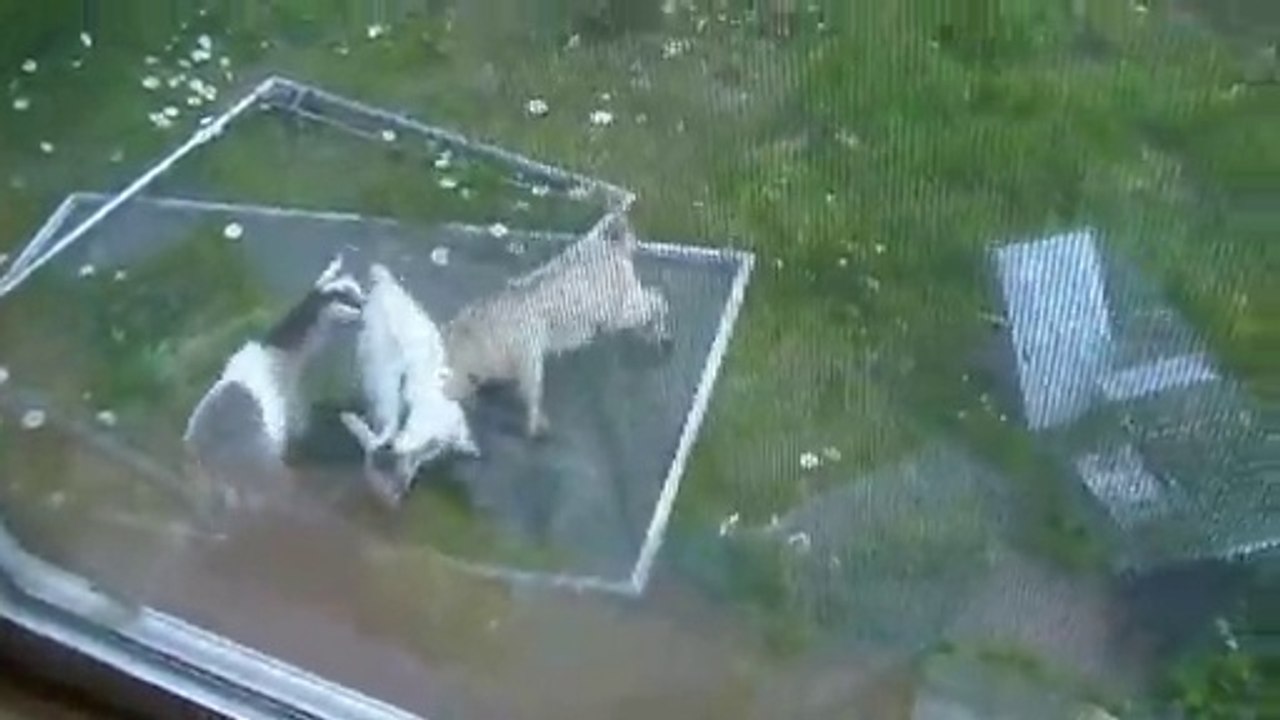 3 baby pygmy goat kids playing and making all kinds of crazy noises
