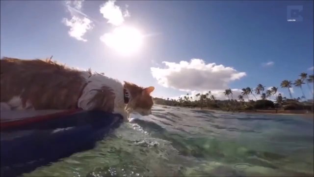 Ce chat borgne adore surfer et nager