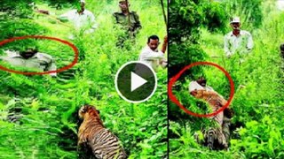 Tiger Attacks Indian village