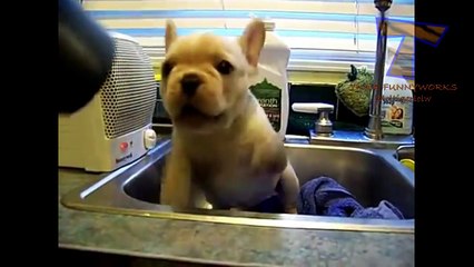 Dogs and cats hate hair dryers - Funny animal compilation