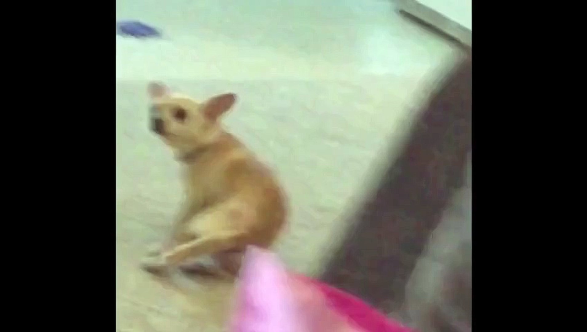 ⁣Itchy Butt Chihuahua