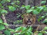 lion mating funny animals mating epic animals mating funny video